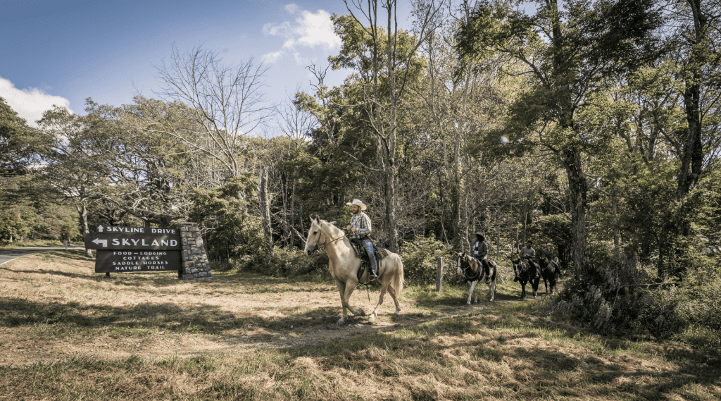 A horseback rider in Yellowstone forests